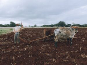 A man plowing a field with oxen, capturing traditional farming methods in a rural setting.
