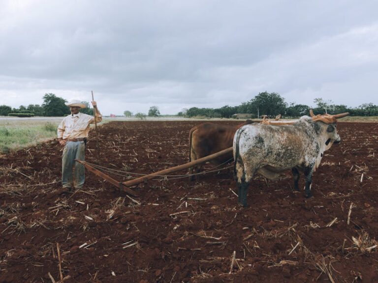 A man plowing a field with oxen, capturing traditional farming methods in a rural setting.