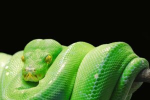 Close-up of a vibrant green tree python (Morelia viridis) coiled on a branch against a black background.