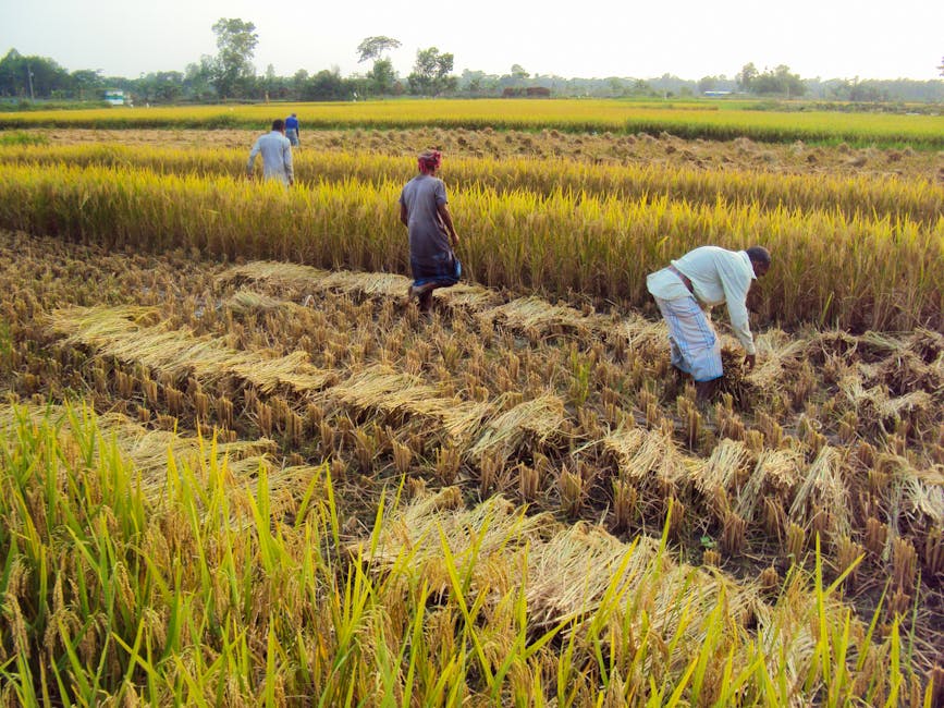 Free stock photo of 4k bangladesh, bangladeshi