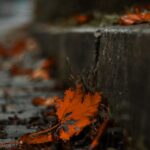 Close-up of an autumn leaf on a sidewalk, capturing seasonal fall vibes.