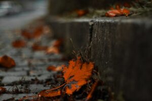 Close-up of an autumn leaf on a sidewalk, capturing seasonal fall vibes.