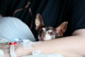 A chihuahua cuddling with a person receiving medical care, portraying warmth and companionship.