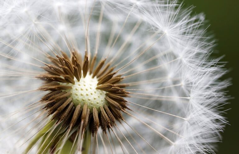 Macro shot of a dandelion's intricate seeds and florets, showcasing delicate nature details.